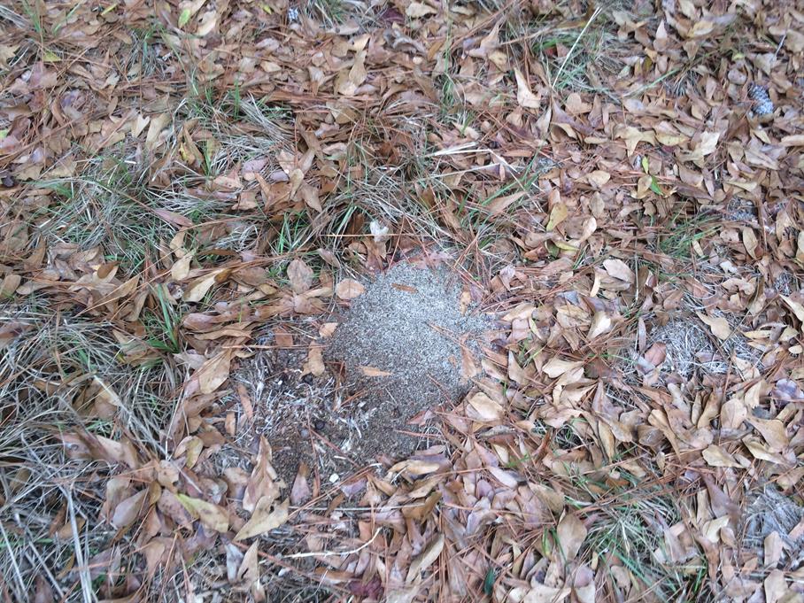 Casual Survey of Three Acres of Land Reveals 120 Fire Ant Colonies - Another