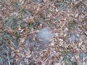 casual survey of three acres of land reveals 120 fire ant colonies - Another