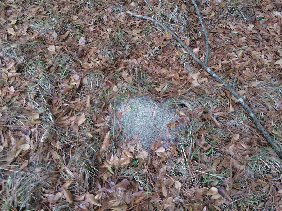 Casual Survey of Three Acres of Land Reveals 120 Fire Ant Colonies - Another