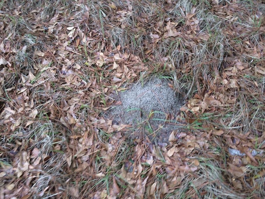 Casual Survey of Three Acres of Land Reveals 120 Fire Ant Colonies - Another