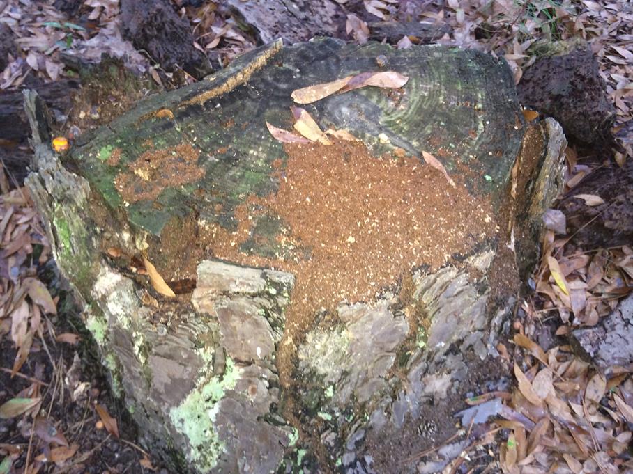 Casual Survey of Three Acres of Land Reveals 120 Fire Ant Colonies - On top of a stump.