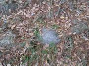 casual survey of three acres of land reveals 120 fire ant colonies - Another