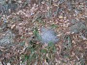 casual survey of three acres of land reveals 120 fire ant colonies - Another