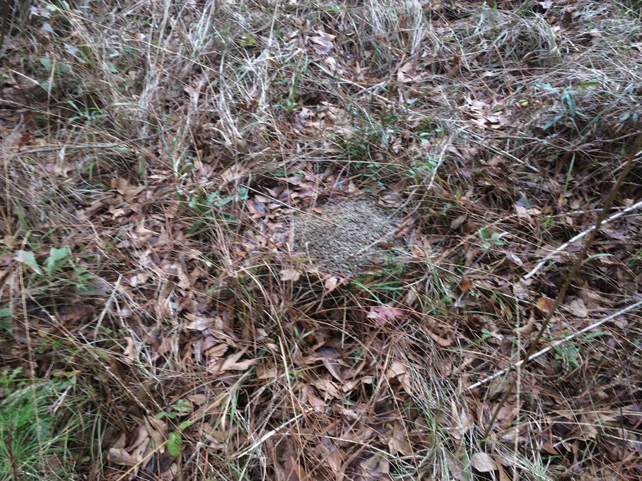 Casual Survey of Three Acres of Land Reveals 120 Fire Ant Colonies - Another