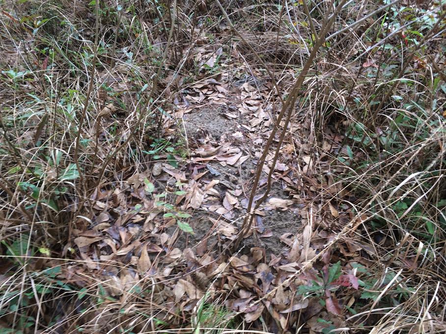 Casual Survey of Three Acres of Land Reveals 120 Fire Ant Colonies - Another