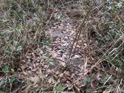 casual survey of three acres of land reveals 120 fire ant colonies - Another