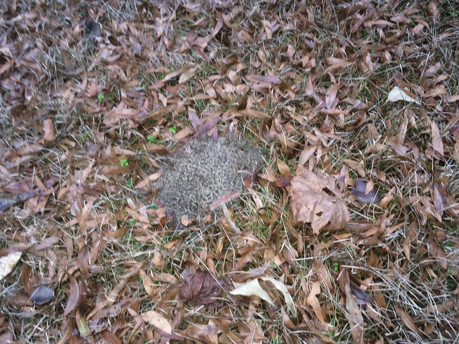 Casual Survey of Three Acres of Land Reveals 120 Fire Ant Colonies - Another