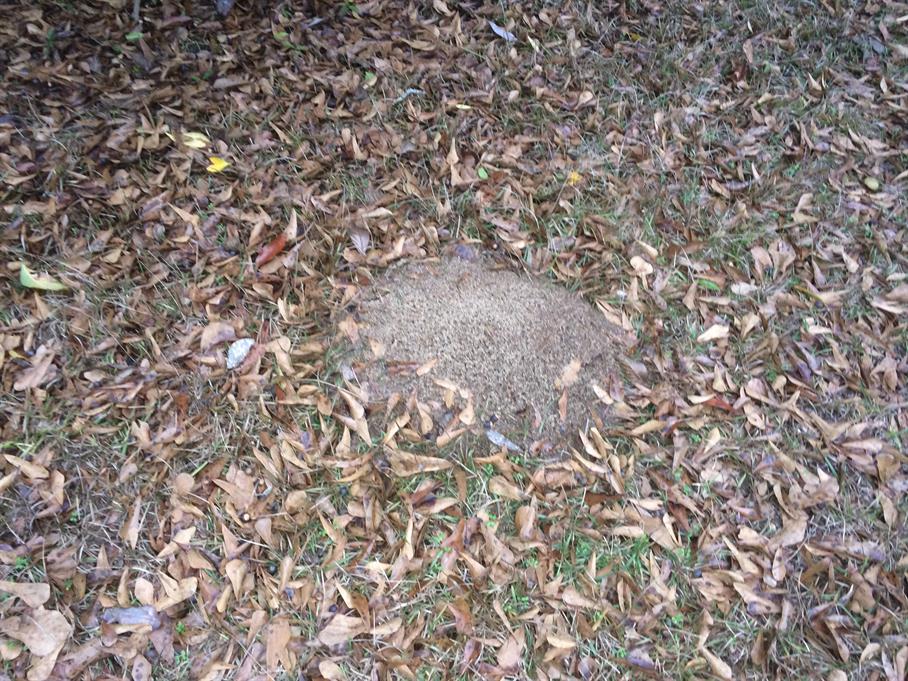 Casual Survey of Three Acres of Land Reveals 120 Fire Ant Colonies - Another