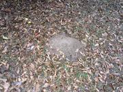 casual survey of three acres of land reveals 120 fire ant colonies - Another