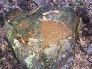 casual survey of three acres of land reveals 120 fire ant colonies - On top of a stump.