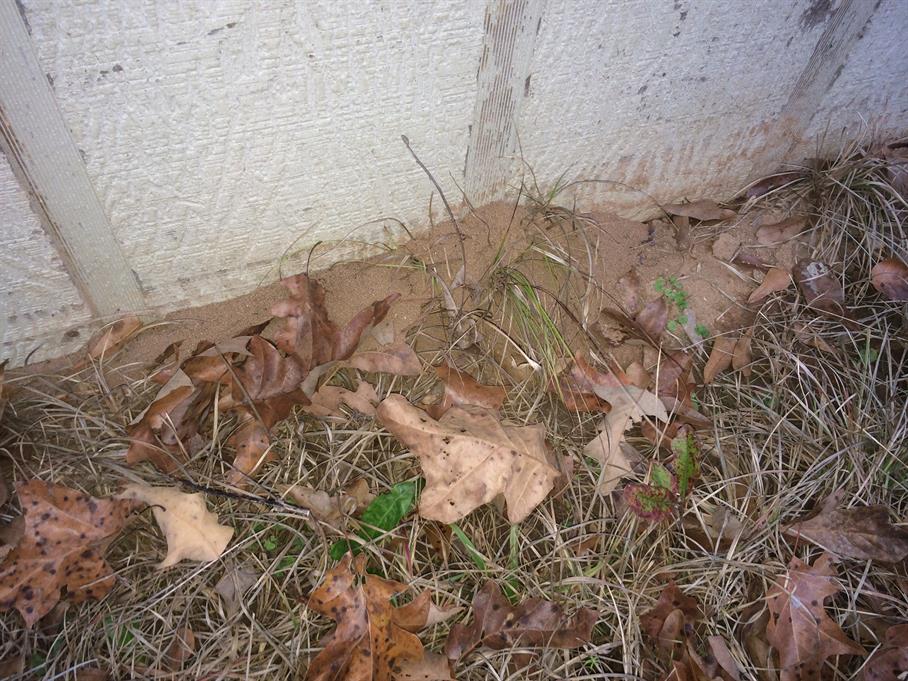 Casual Survey of Three Acres of Land Reveals 120 Fire Ant Colonies - On another shed.