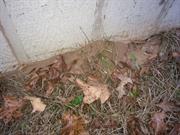 casual survey of three acres of land reveals 120 fire ant colonies - On another shed.