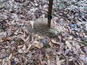 casual survey of three acres of land reveals 120 fire ant colonies - On a fence post.