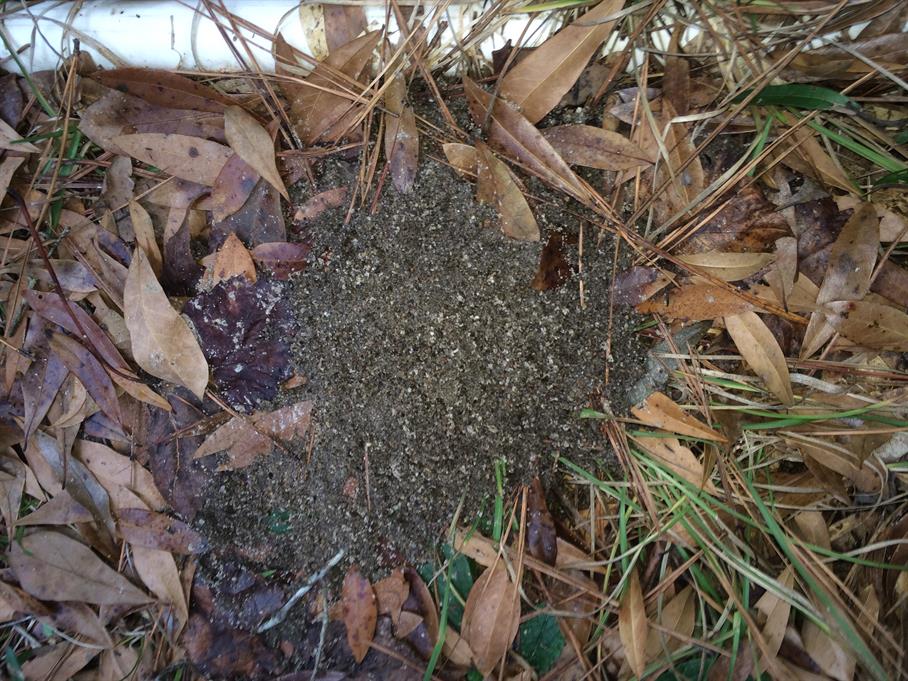 Casual Survey of Three Acres of Land Reveals 120 Fire Ant Colonies - Another