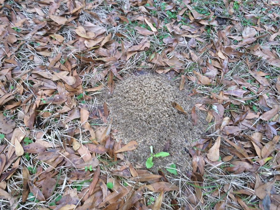 Casual Survey of Three Acres of Land Reveals 120 Fire Ant Colonies - Another