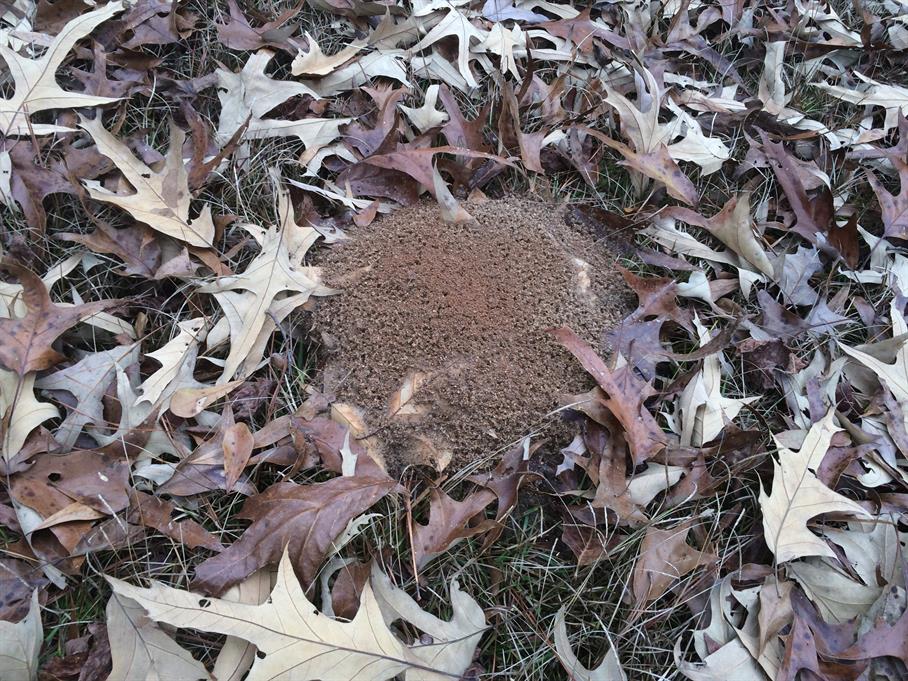 Casual Survey of Three Acres of Land Reveals 120 Fire Ant Colonies - Another