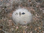 casual survey of three acres of land reveals 120 fire ant colonies - Disrespectful wild animal crapped on an ant hill.