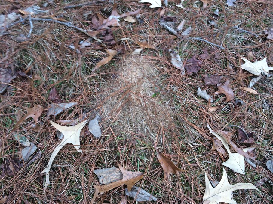 Casual Survey of Three Acres of Land Reveals 120 Fire Ant Colonies - Another