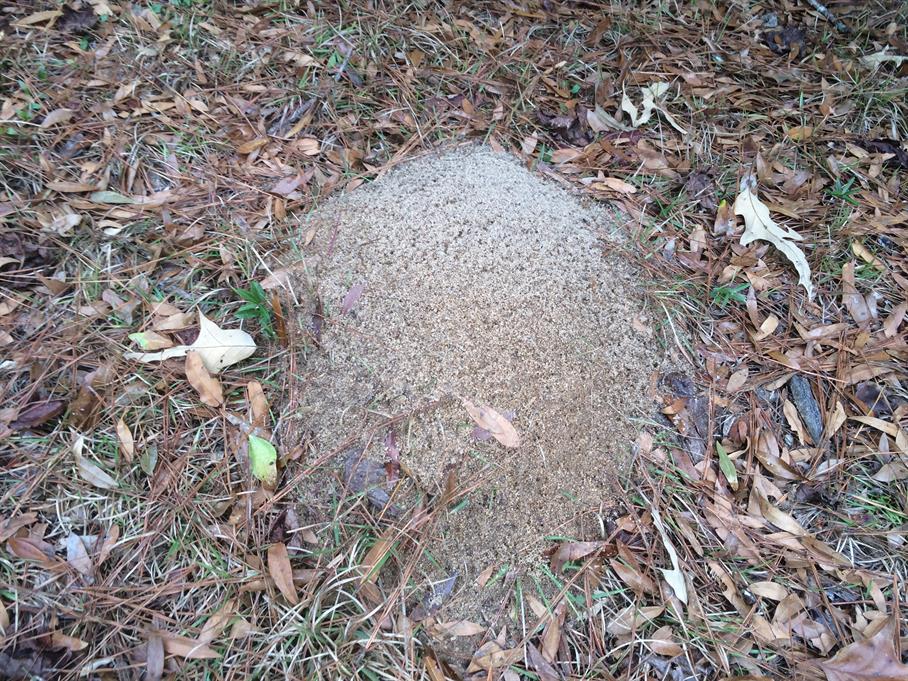 Casual Survey of Three Acres of Land Reveals 120 Fire Ant Colonies - Another