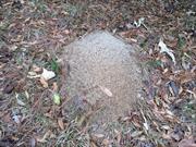 casual survey of three acres of land reveals 120 fire ant colonies - Another