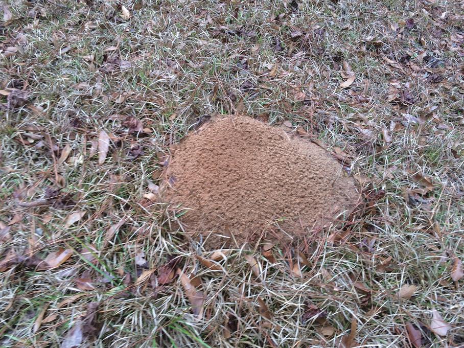 Casual Survey of Three Acres of Land Reveals 120 Fire Ant Colonies - Another