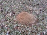 casual survey of three acres of land reveals 120 fire ant colonies - Another