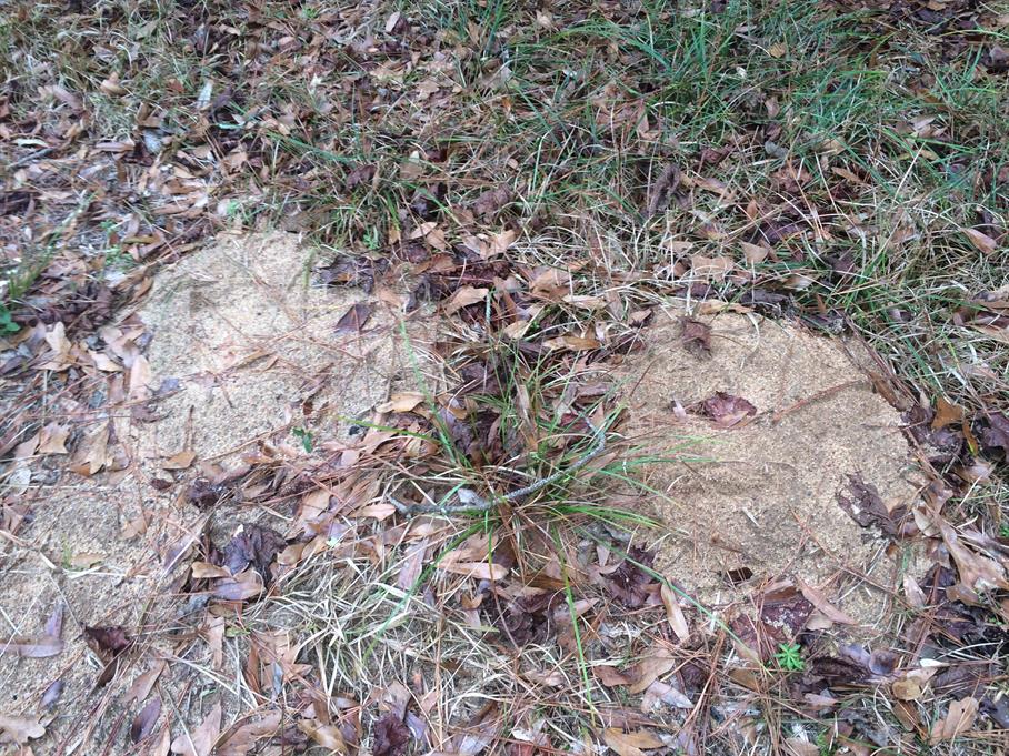 Casual Survey of Three Acres of Land Reveals 120 Fire Ant Colonies - Another