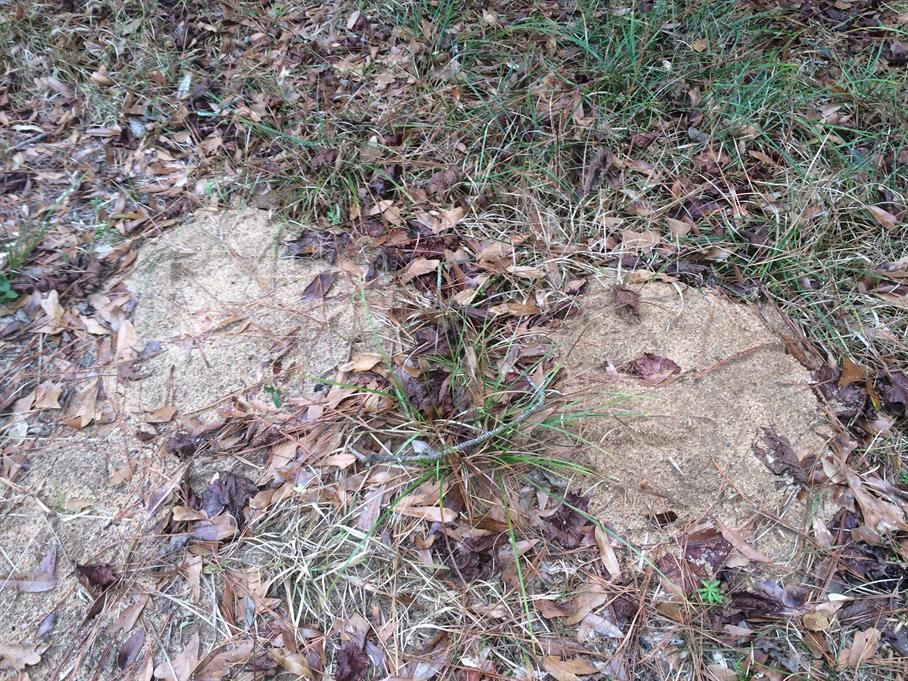 Casual Survey of Three Acres of Land Reveals 120 Fire Ant Colonies - Another