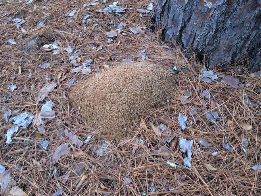 Casual Survey of Three Acres of Land Reveals 120 Fire Ant Colonies - Another