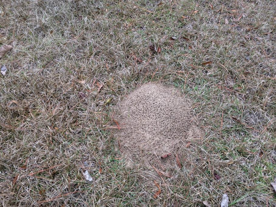 Casual Survey of Three Acres of Land Reveals 120 Fire Ant Colonies - Another