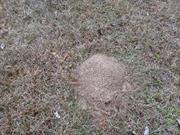 casual survey of three acres of land reveals 120 fire ant colonies - Another