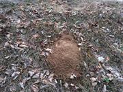 casual survey of three acres of land reveals 120 fire ant colonies - Another