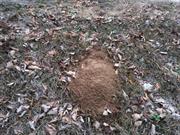 casual survey of three acres of land reveals 120 fire ant colonies - Another