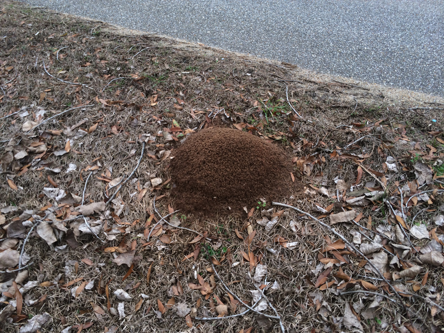 Casual Survey of Three Acres of Land Reveals 120 Fire Ant Colonies - Another