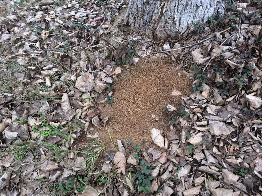 Casual Survey of Three Acres of Land Reveals 120 Fire Ant Colonies - Another