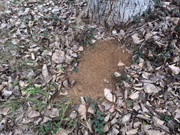 casual survey of three acres of land reveals 120 fire ant colonies - Another