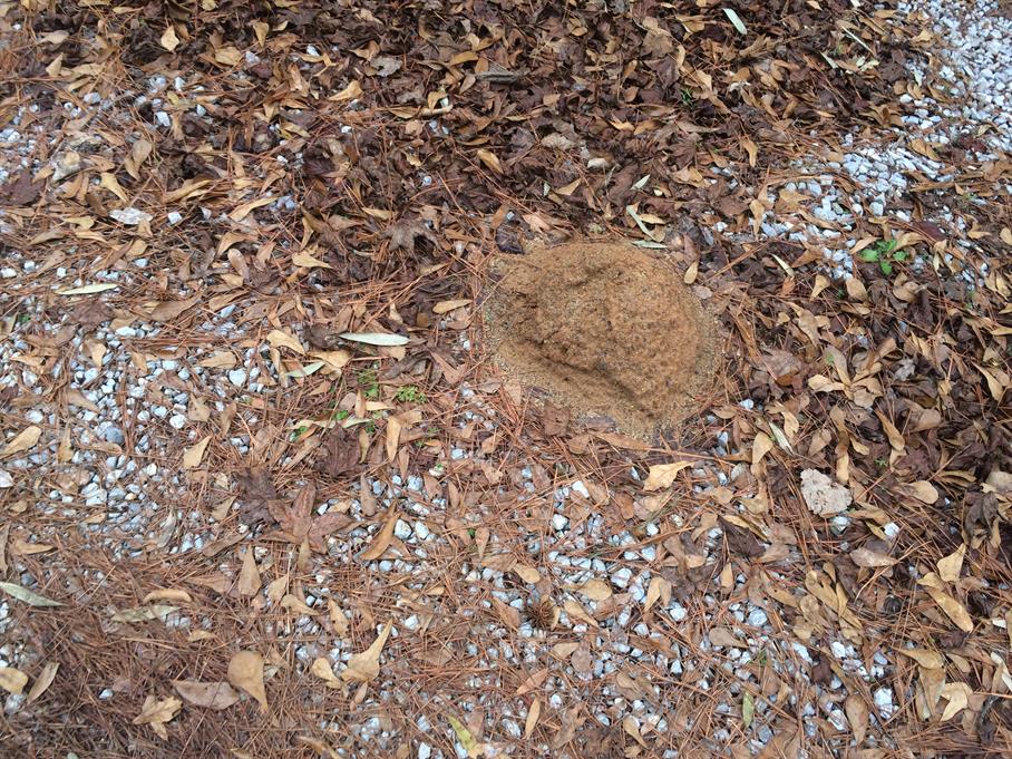 Casual Survey of Three Acres of Land Reveals 120 Fire Ant Colonies - Another