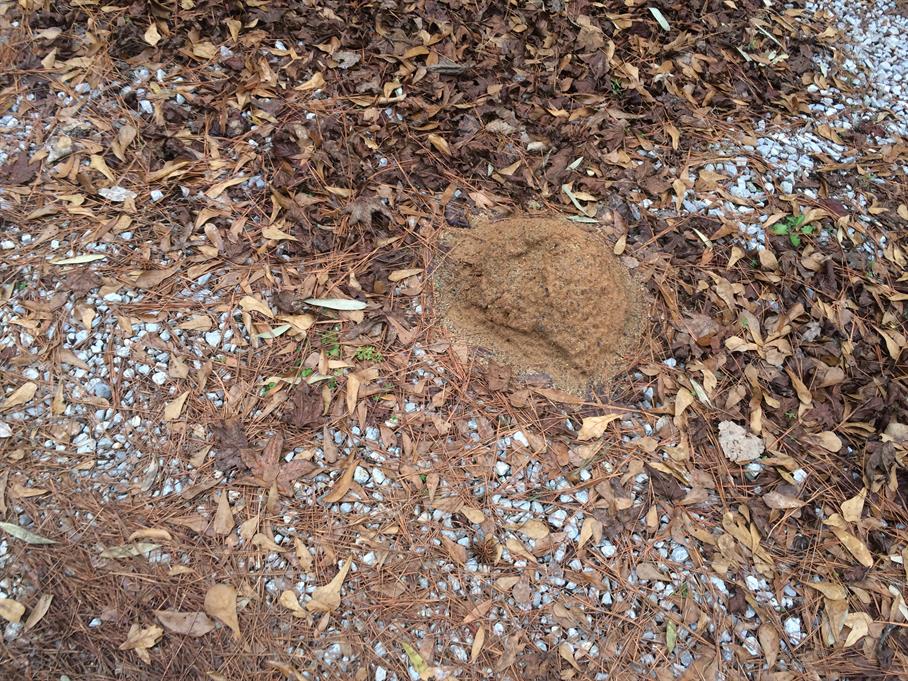 Casual Survey of Three Acres of Land Reveals 120 Fire Ant Colonies - Another