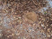 casual survey of three acres of land reveals 120 fire ant colonies - Another