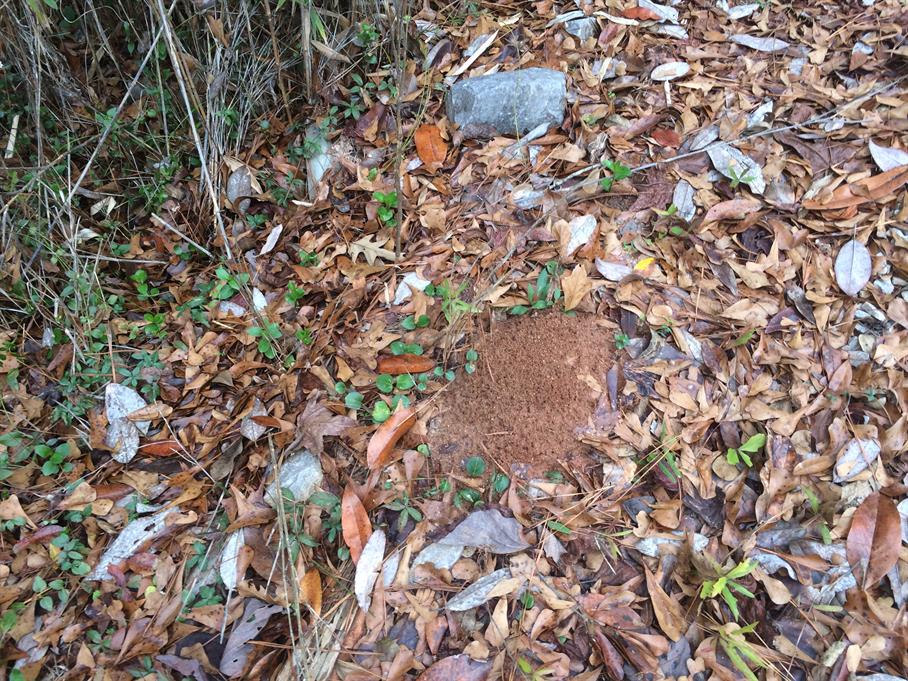 Casual Survey of Three Acres of Land Reveals 120 Fire Ant Colonies - Another