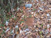 casual survey of three acres of land reveals 120 fire ant colonies - Another