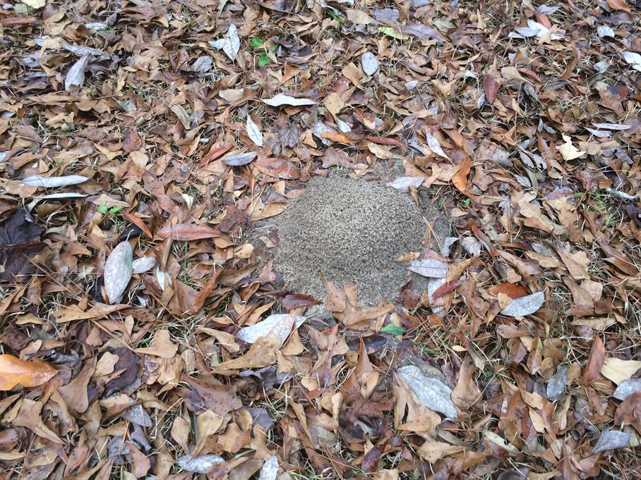 Casual Survey of Three Acres of Land Reveals 120 Fire Ant Colonies - Another