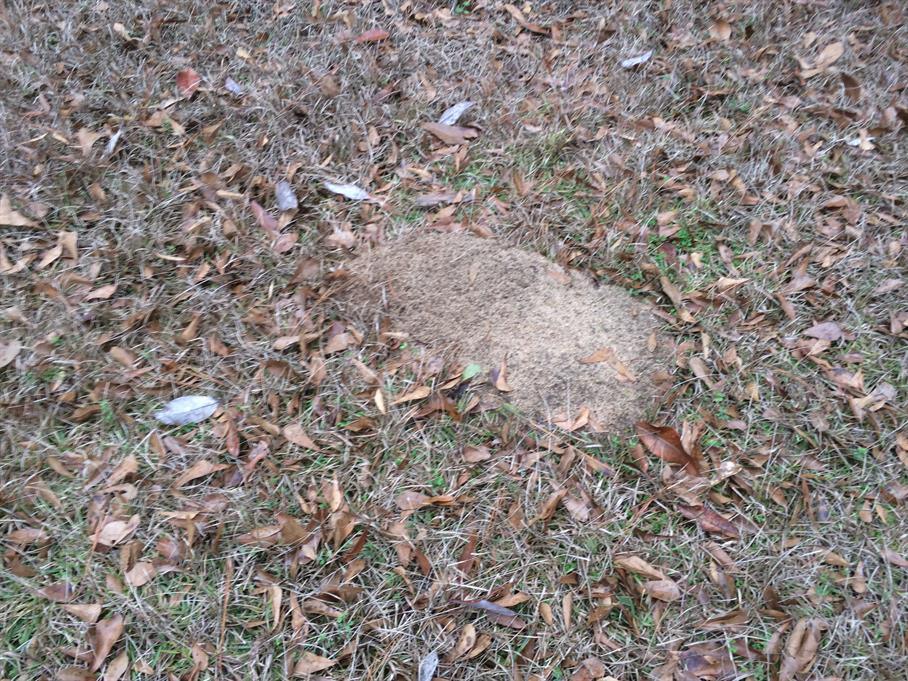 Casual Survey of Three Acres of Land Reveals 120 Fire Ant Colonies - Another