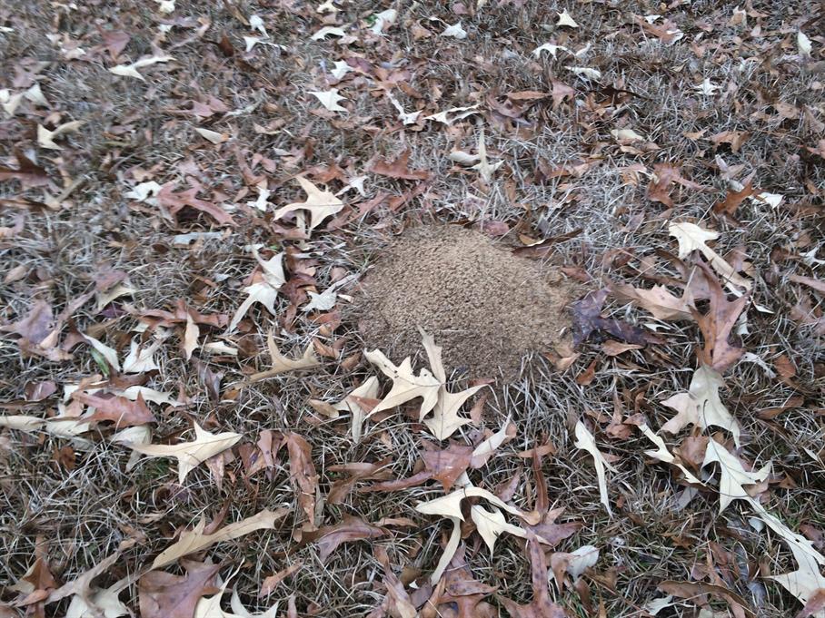 Casual Survey of Three Acres of Land Reveals 120 Fire Ant Colonies - Another