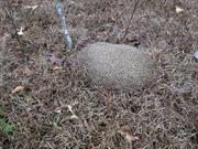 casual survey of three acres of land reveals 120 fire ant colonies - Another