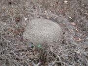 casual survey of three acres of land reveals 120 fire ant colonies - Another