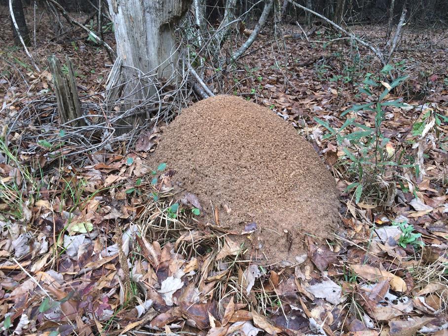 Casual Survey of Three Acres of Land Reveals 120 Fire Ant Colonies - The largest ant hill I found