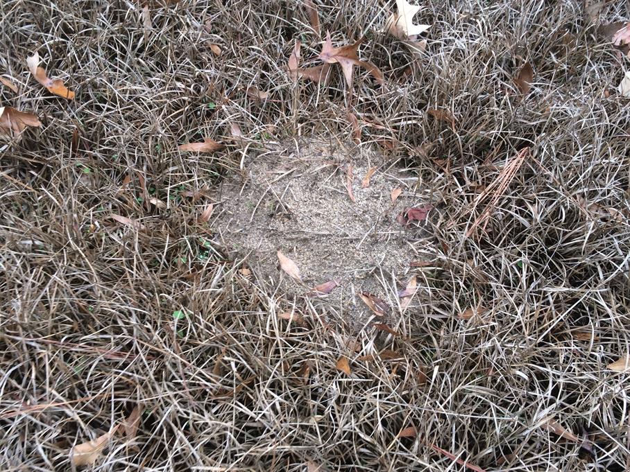 Casual Survey of Three Acres of Land Reveals 120 Fire Ant Colonies - Another