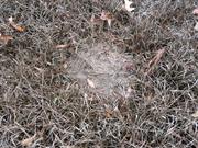 casual survey of three acres of land reveals 120 fire ant colonies - Another