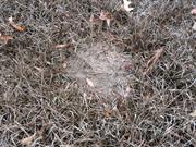 casual survey of three acres of land reveals 120 fire ant colonies - Another